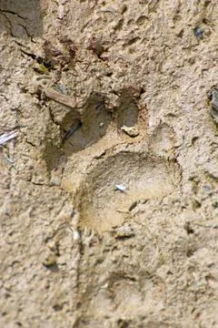 Badger trace Stock Photos