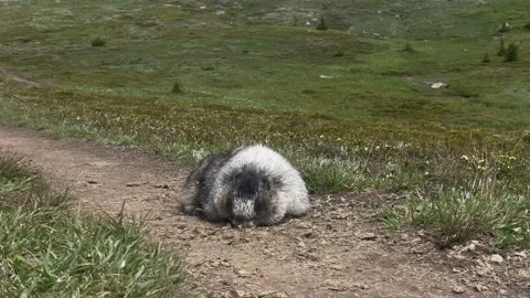 Badger on a trail eating dung, up close 動画素材 316744127