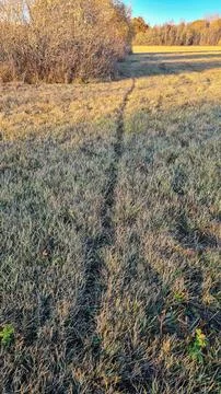 Badger trail Stock Photos