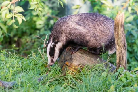 Badger UK Foto stock