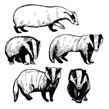 Badger. Vector  illustration. Stock Illustration