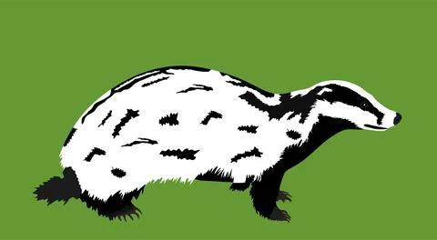 Badger vector illustration isolated Stock Illustration