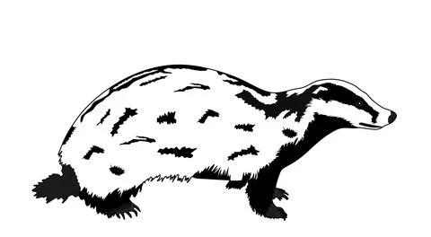 Badger vector illustration isolated Stock Illustration