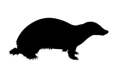 Badger vector silhouette illustration isolated Stock Illustration