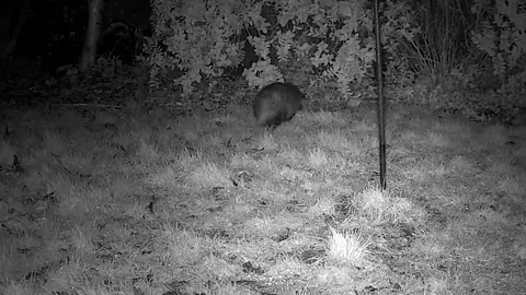 Badger  walking  of  in the  to  bushes Stock Footage 297482676