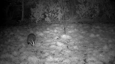 Badger  weating  and  walking arounfd  garden for  worms Stock-Footage 297625871