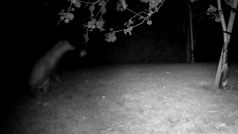 BadgerApples Vidéo 313834230