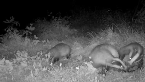 Badgers in the clearing groom themselves at night Stock Footage 267556356