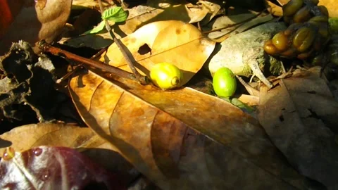 The badger's dung fell between the coffee cherries. Video stock 178811359
