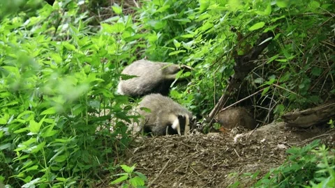 Badgers in front of their sett Stock Footage 273821923