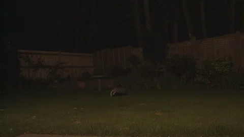 Badgers in garden Stock Footage 96305291