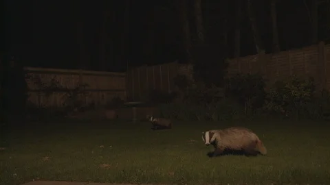 Badgers in garden Stock Footage 96305407