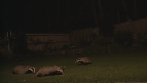 Badgers in garden Video stock 96305496