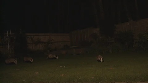 Badgers in garden Stock Footage 96305624