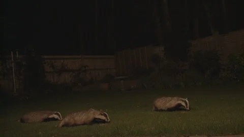Badgers in garden Stock Footage 96305898