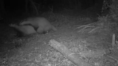 Badgers mating in the woods at night Stock Footage 267596981