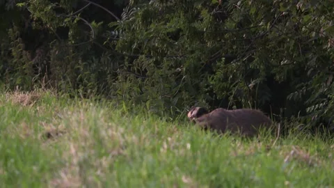 Badgers moving between field and forest Stock Footage 310359858