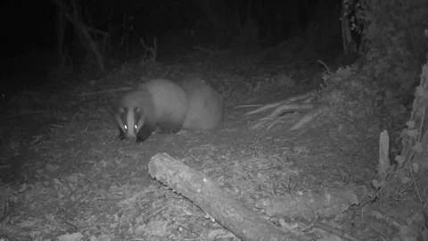 Badgers play in the woods at night Stock Footage 267596982