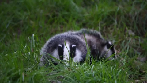 Badgers in the wood Stock Footage 334997617