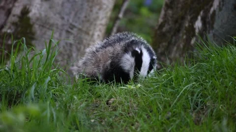 Badgers in the wood Stock Footage 334997653