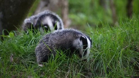 Badgers in the wood Stock Footage 334997672