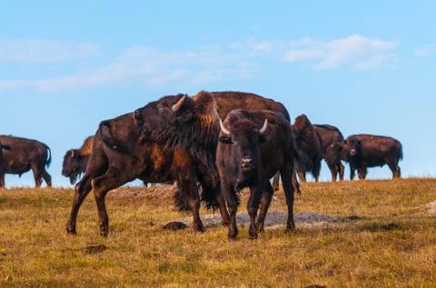 Badlands Bison Looking towards the camera Stock Photos