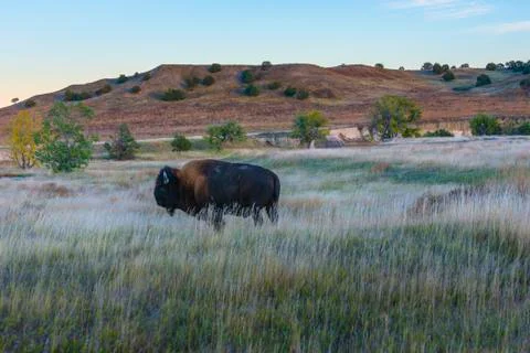 Badlands bison Stock Photos
