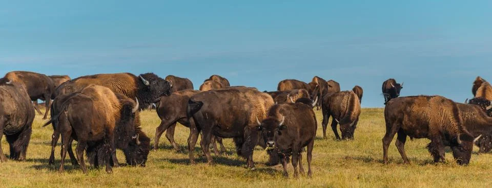 Badlands Bison Stock Photos