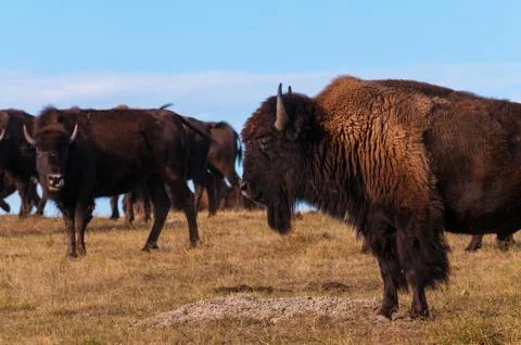 Badlands Bison Profile Stock Photos