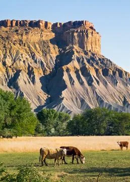 Badlands Cattle Stock Photos