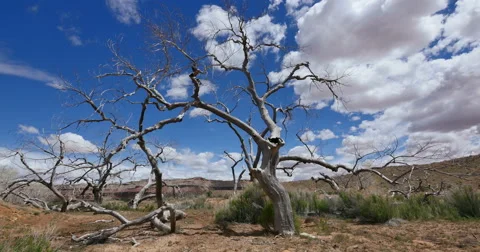 Badlands Wild West Dead Tree Global Warming Time Lapse Wide Shot Stock Footage 49556633