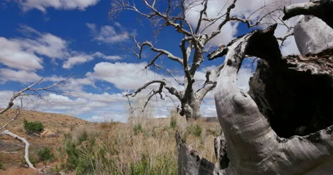 Badlands Wild West Dead Tree Global Warming Tracking Right Close Stock Footage 49556692