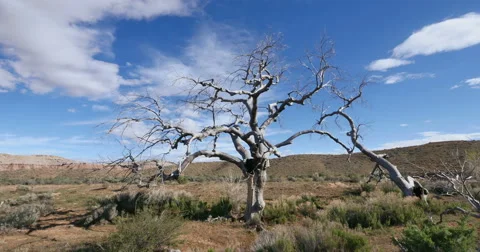 Badlands Wild West Dead Tree Global Warming Time Lapse Long Shot Stock Footage 49557601