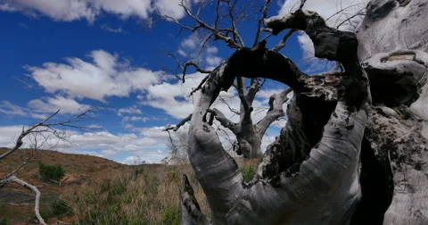 Badlands Wild West Dead Tree Global Warming Time Lapse at Stump Stock Footage 49557608