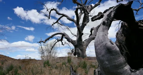 Badlands Wild West Dead Tree Global Warming Tracking Low Angle Stock Footage 49557626