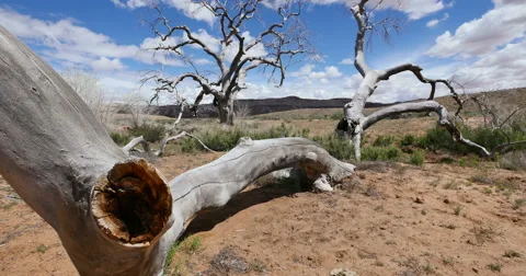 Badlands Wild West Dead Tree Global Warming Time Lapse Low Angle Stock Footage 49557715