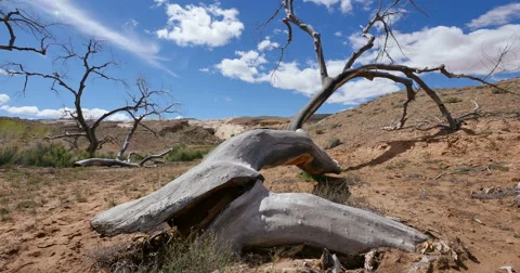 Badlands Wild West Dead Tree Global Warming Time Lapse Slow Stock Footage 49557743