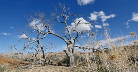 Badlands Wilderness Landscape Tree Graveyard Slow Tracking Shot Stock Footage 48784651