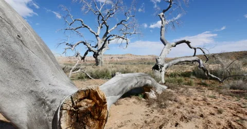 Badlands Wilderness Landscape Tree Graveyard Tracking Shot Stock Footage 48784705