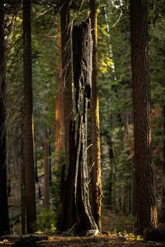 Badly Burned Tree Trunk Barely Stands 库存照片