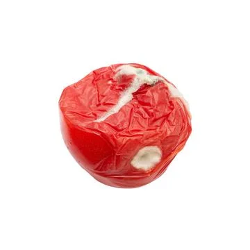 Badly spoiled tomato on a white background. Damaged vegetable. Isolated. Rotten Stock Photos