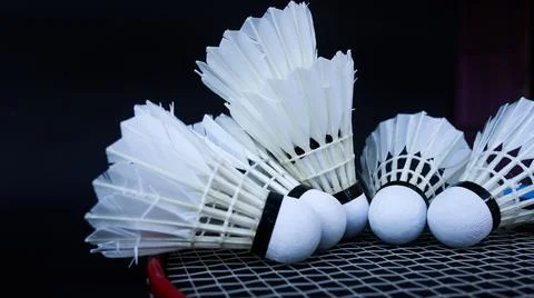 Badminton shutter cocks were put on the racket with dark background Stock Photos