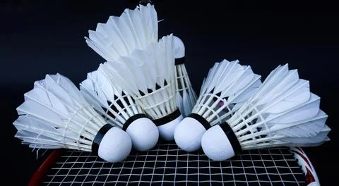 Badminton shutter cocks were put on the racket with dark background Stock Photos