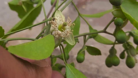 Bael flower. Stock Footage 152967864