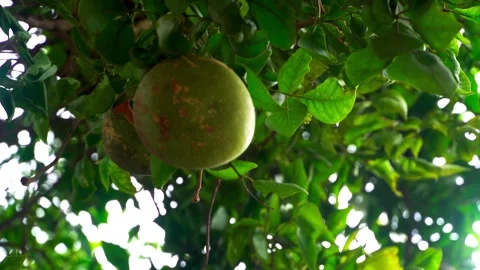 Bael Fruit Growing on Tree in Natural Environment India Stock-Footage 333819472