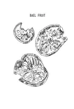 Bael fruit vector. Stock Illustration