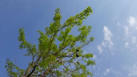 Bael  tree in blue sky background. Stock Footage 154593027