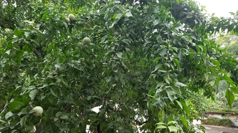 Bael in the tree. Stock Footage 144978854