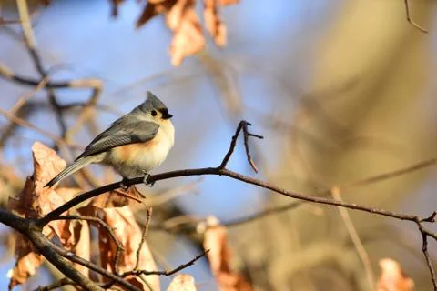 Baeolophus bicolor 스톡 사진