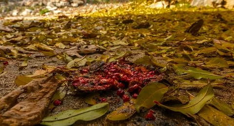 Bafa Lake Stock Photos